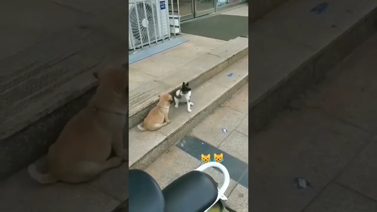 funny cat #32