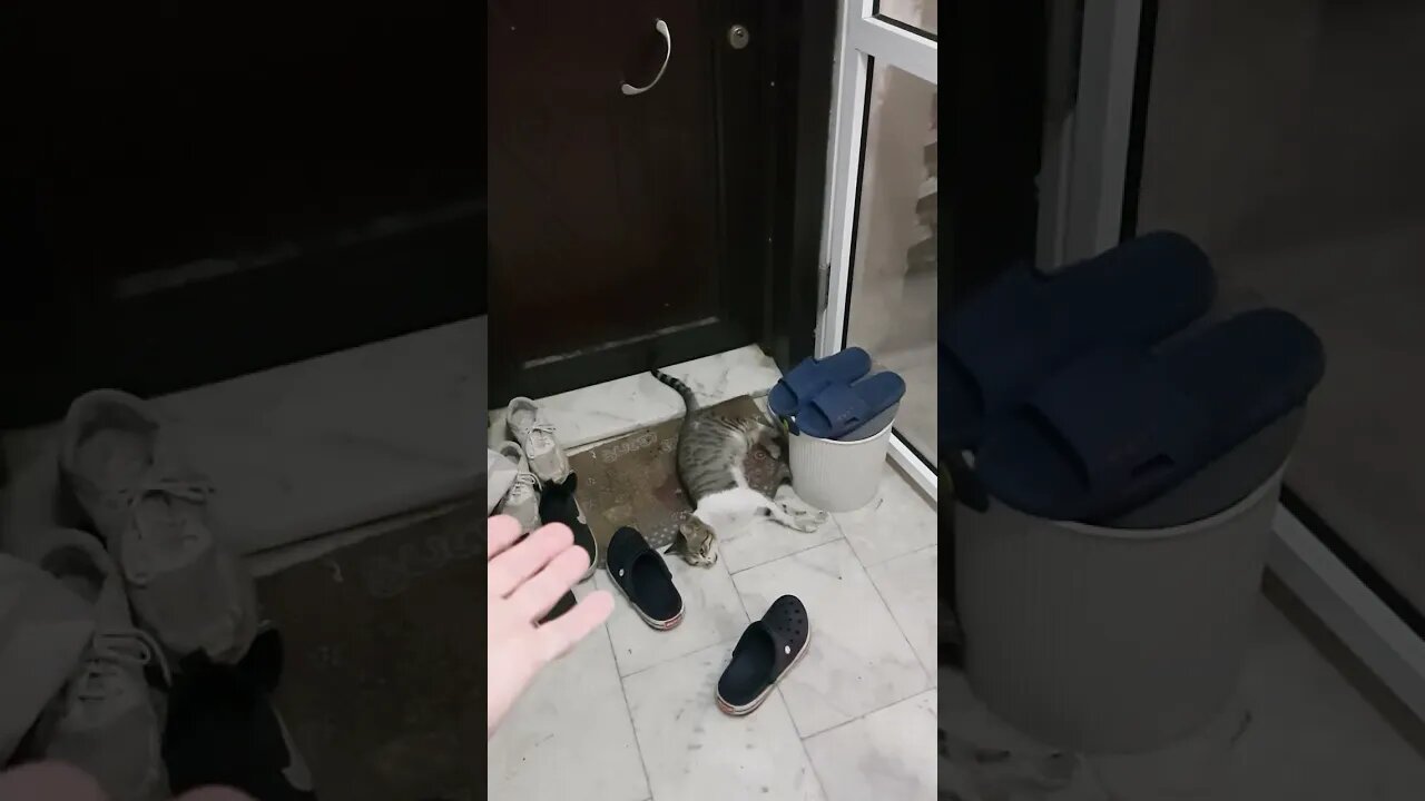 Hayvan severlik bu değil! Sokakta bırakılan kedi ve köpekler hastalıktan, sahipsizlikten ölüyor.