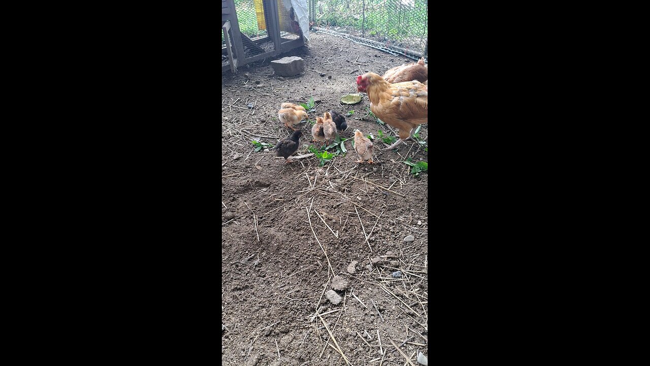 baby chicks 5