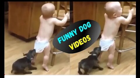 Funny dog 🐕 videos 😁 cute dogs loving and playnig with baby