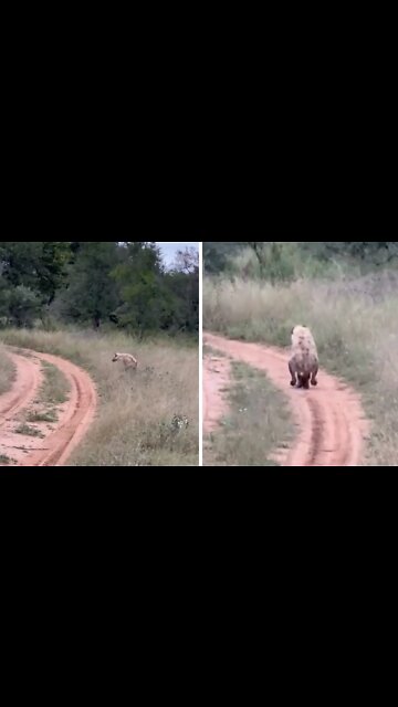 Safari Tourist Films Bizarre Footage Of Hyena Walking On Two Legs