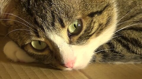 Beautiful Cat Eyes