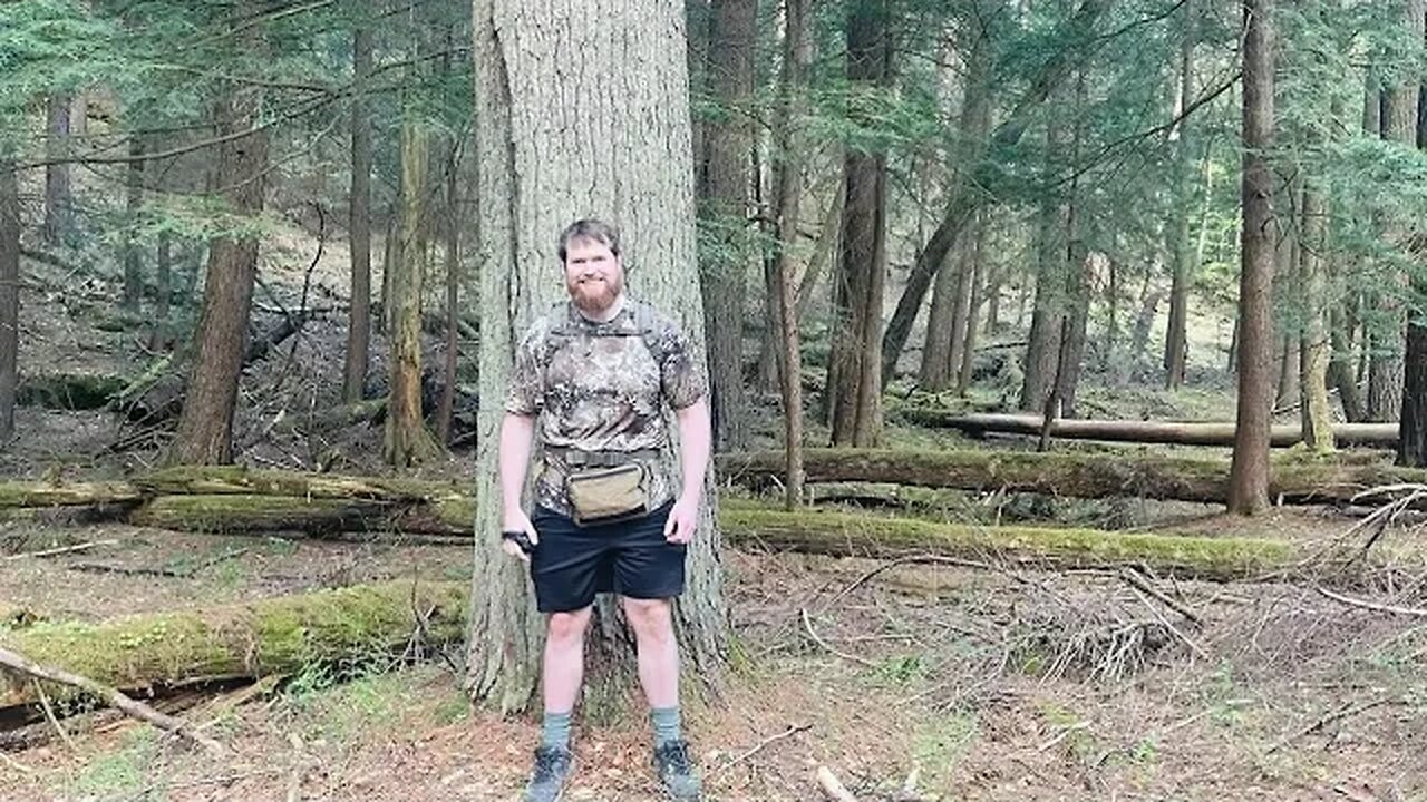 Oldest Trees in the East - Cook Forest, PA