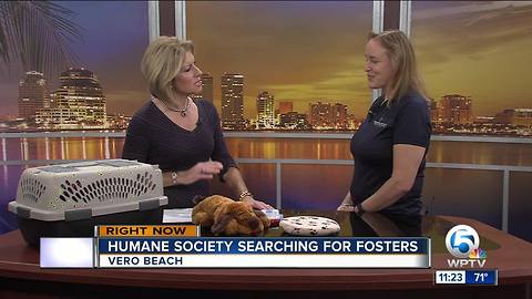 Humane Society of Vero Beach and Indian River Co. encourages cat adoptions