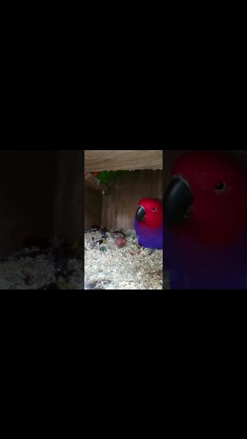 Beautiful Multi Color Parrot 🦜#UbertainmentFun #Shorts #ytshorts #Dogs #Animals #Fun