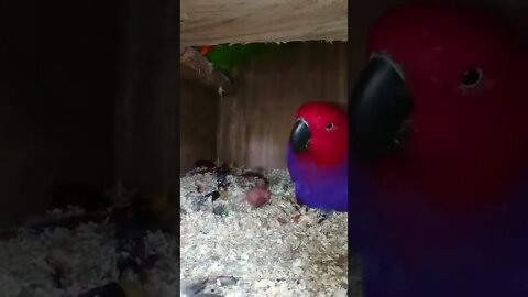 Beautiful Multi Color Parrot 🦜#UbertainmentFun #Shorts #ytshorts #Dogs #Animals #Fun