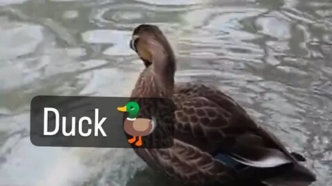 I see a duck 🦆 -- FRANSISCA OFFICIAL