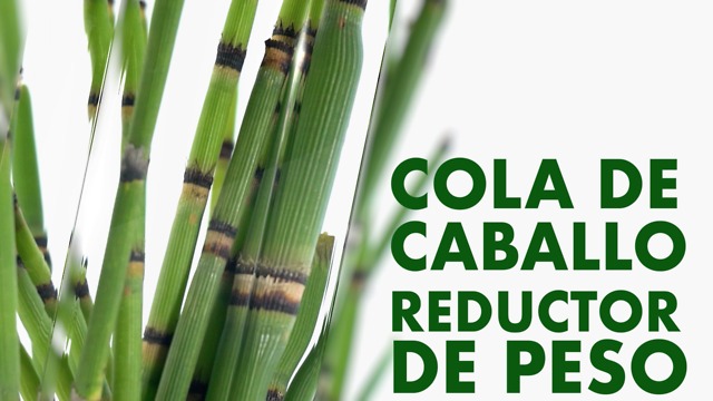 Cola de caballo, reductor de peso.