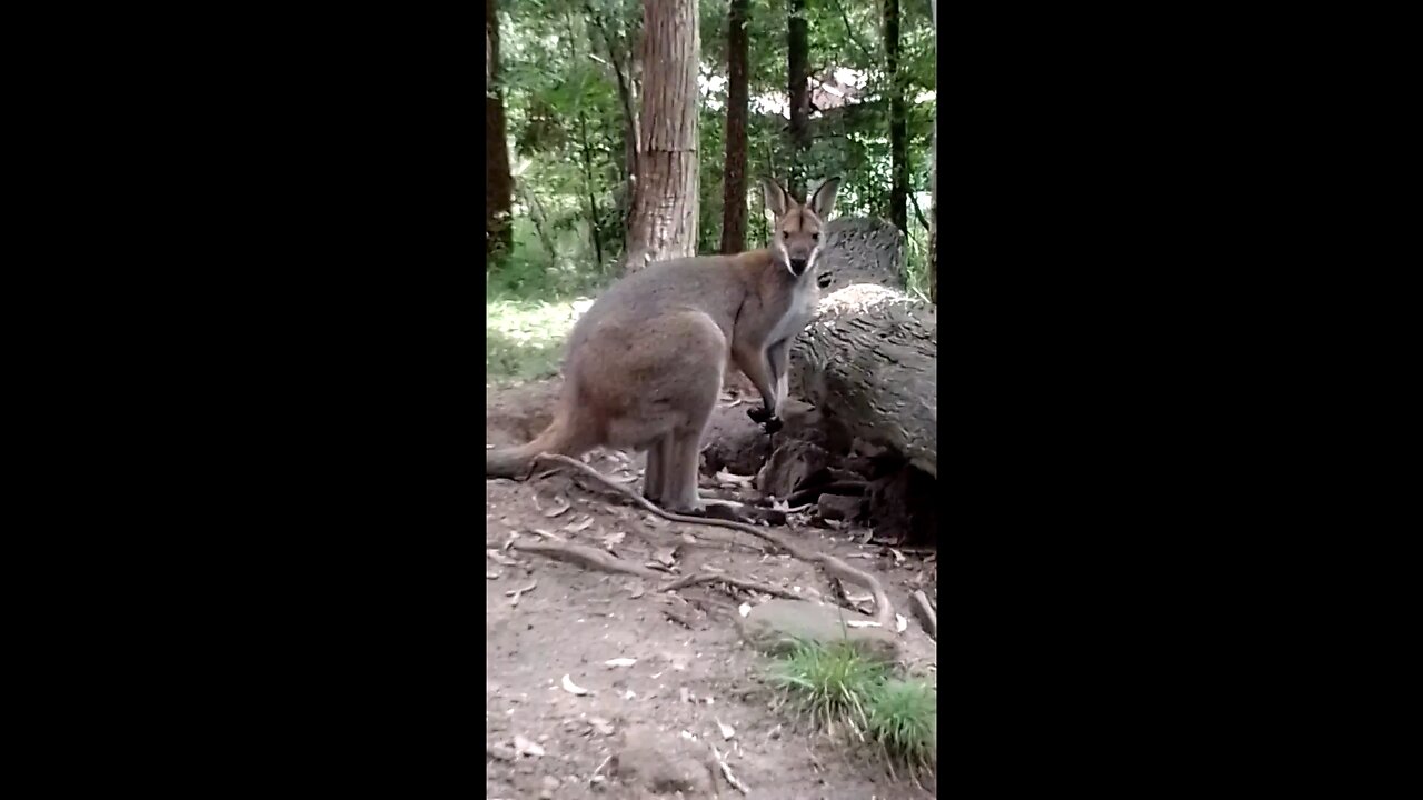 WRodjer Wallaby 🦘💕 Liberated Ducks & A Bush Turkey 🦃 With A Broken Leg 🤕