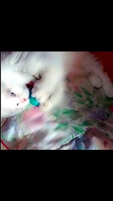 Cat Playing With Ball - it's Soccer Time