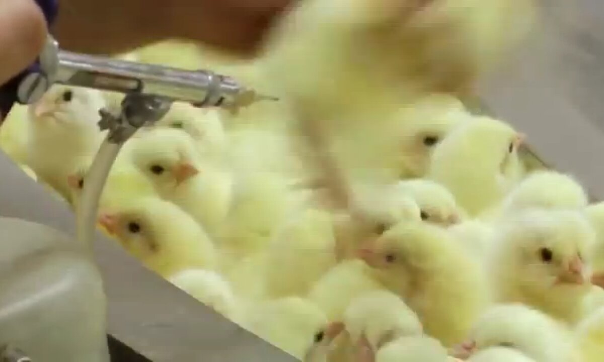 Chicks Vaccination