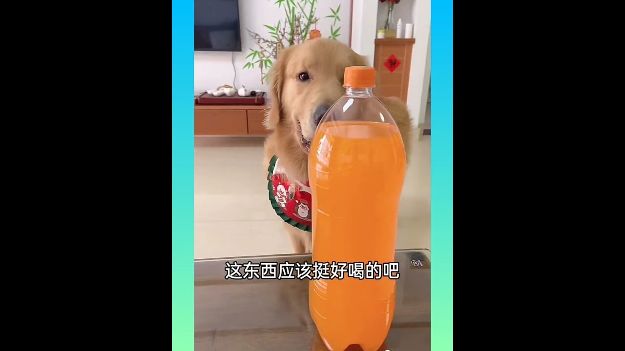 🐕Smart Dog Video 2021_#28