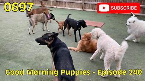 [0697] GOOD MORNING PUPPIES - EPISODE 240 [#dogs #doggos #doggies #puppies #dogdaycare]