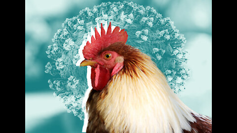 APOCALYPTIC BIRD FLU and VIRTUAL REALITY FOR COWS