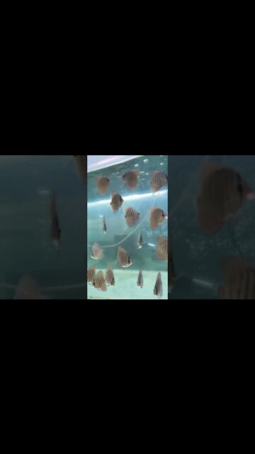 #discus #factory 🤩🖖💯🇨🇦