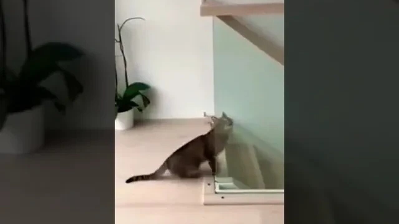 Clumsy Cat Falls Down Stairs But Is OK