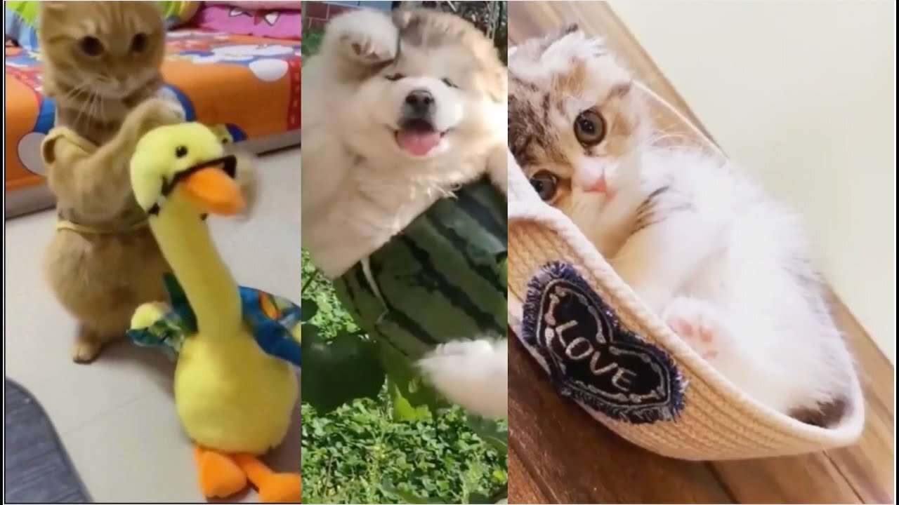 cute cat loves toysfunny cat DOGS animal cutest baby amazing pet videos compilation