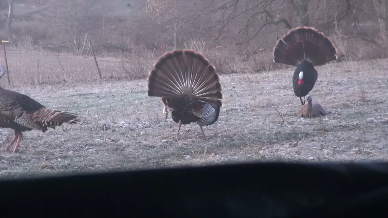 Double Turkeys in SD!