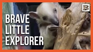 Tamandua Tot Takes On the World Without Mom!