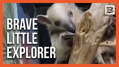 Tamandua Tot Takes On the World Without Mom!