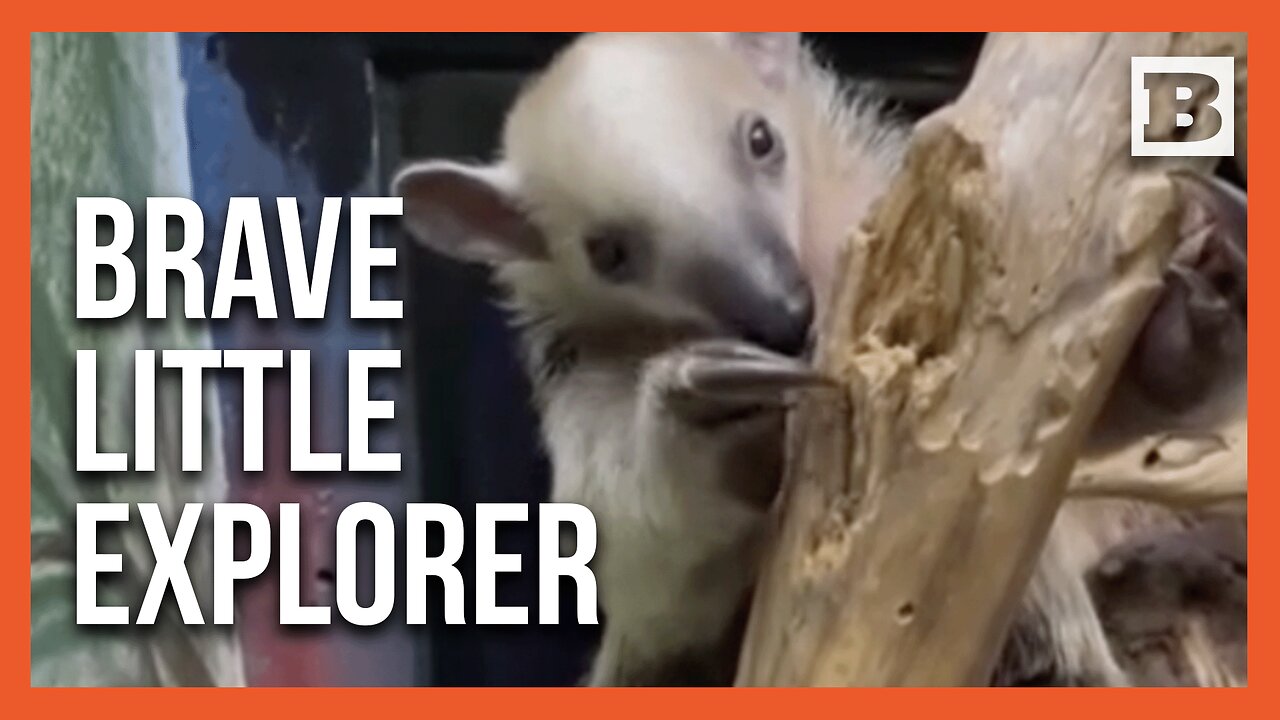 Tamandua Tot Takes On the World Without Mom!