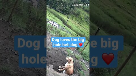 Farm cameras monitoring working dogs