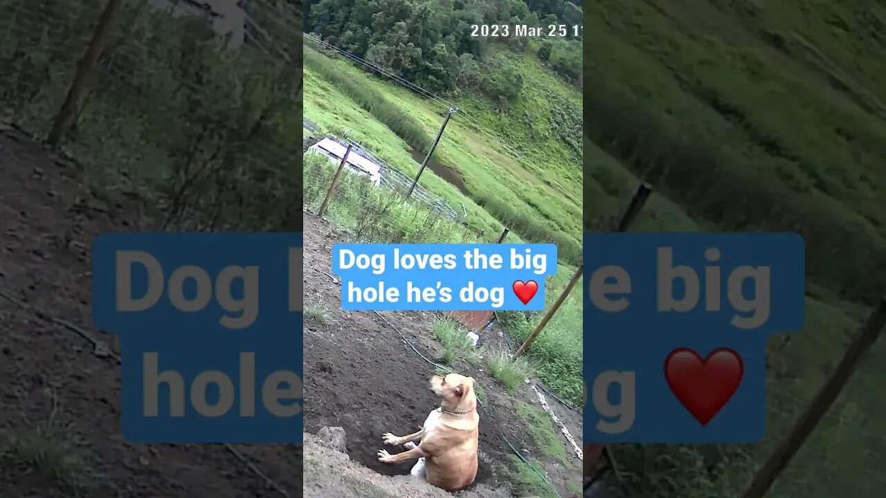 Farm cameras monitoring working dogs