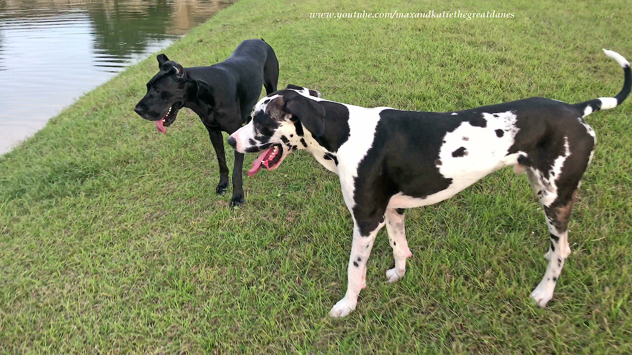 Happy Great Danes Love to Race and Roll in It