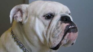 Bulldog hates it when his bed is vacuumed