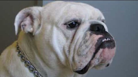 Bulldog hates it when his bed is vacuumed