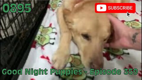 [0895] GOOD NIGHT PUPPIES - EPISODE 359 [#dogs #doggos #doggos #puppies #dogdaycare]