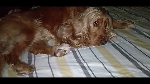 golden dog