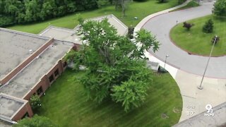 Group working fast to save historic Northern Kentucky tree
