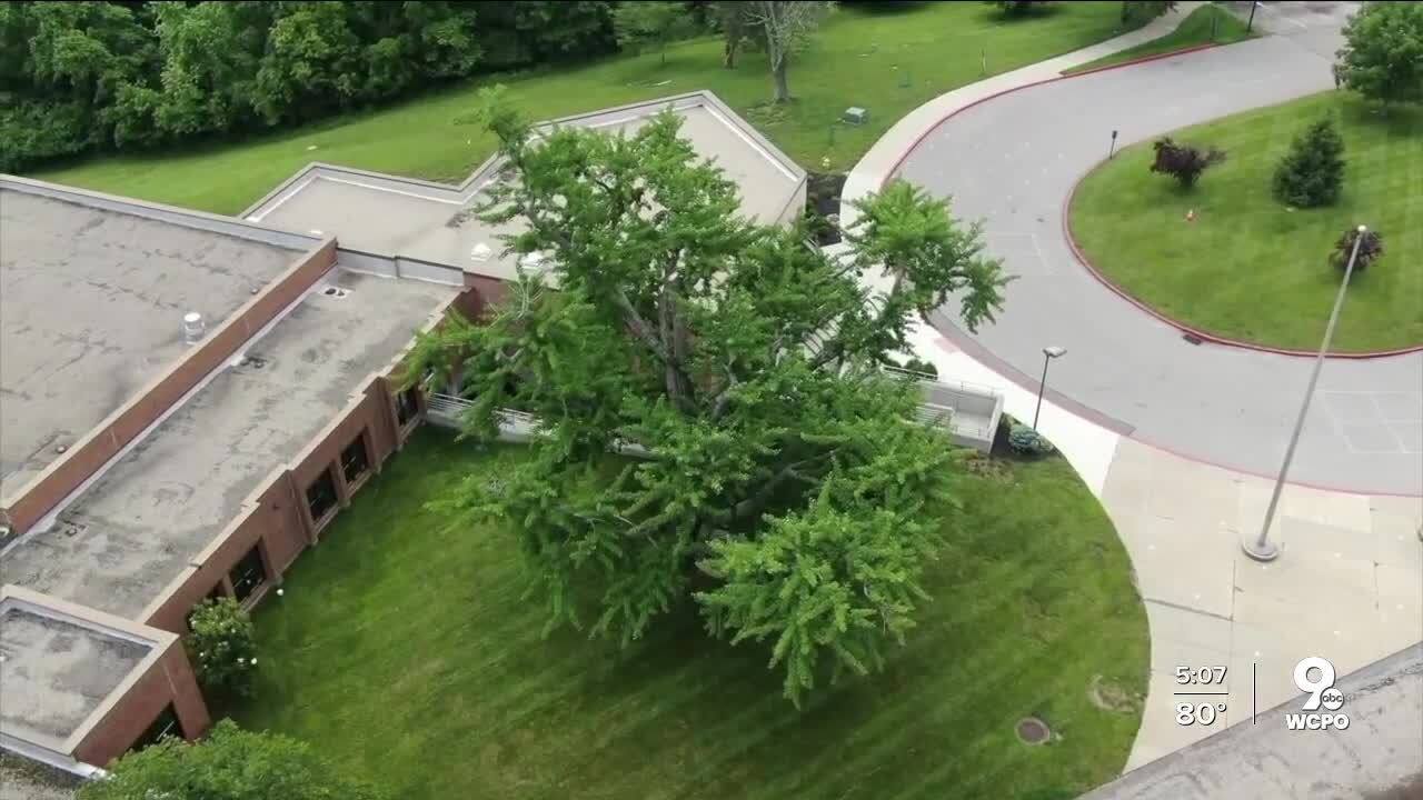 Group working fast to save historic Northern Kentucky tree