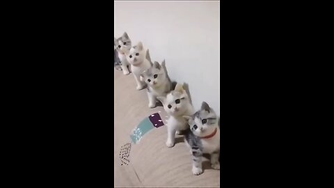 Funny cat dance