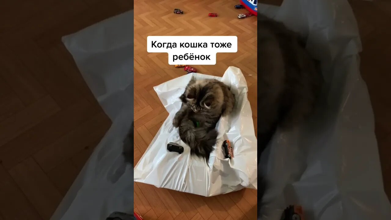 #shorts Смешные Коты Из Тик Тока 131 Funny Cats From Tiktok