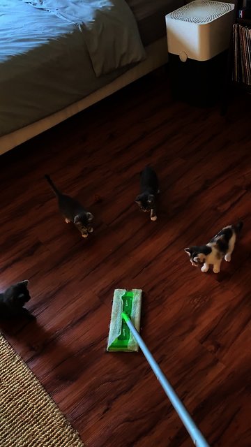 Cute Kittens Totally Mesmerized By Sweeper