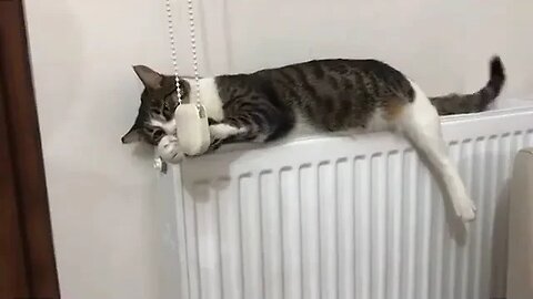 PLAYING CAT VIDEO MEAWWW