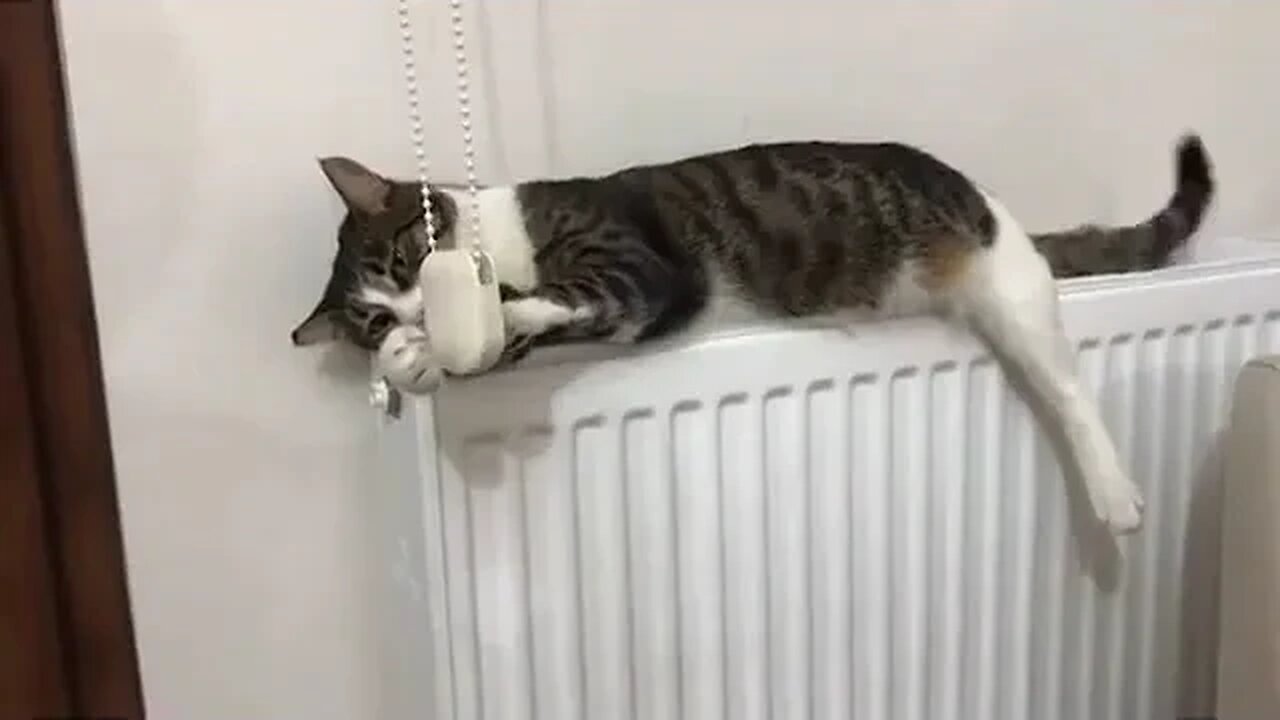 PLAYING CAT VIDEO MEAWWW