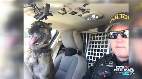 Tucson Police's K9 Bolt is ready to retire after 5 1/2 years of hard work