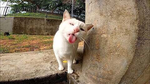 A stray cat was saying 「I’m thirsty, give me some water」, when I turned on a faucet