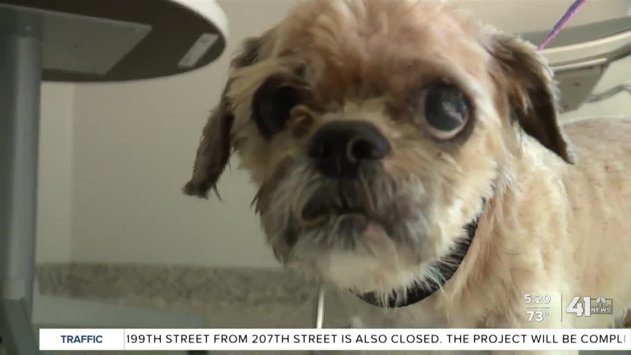 KC Pet Project rescues dog with severely matted fur