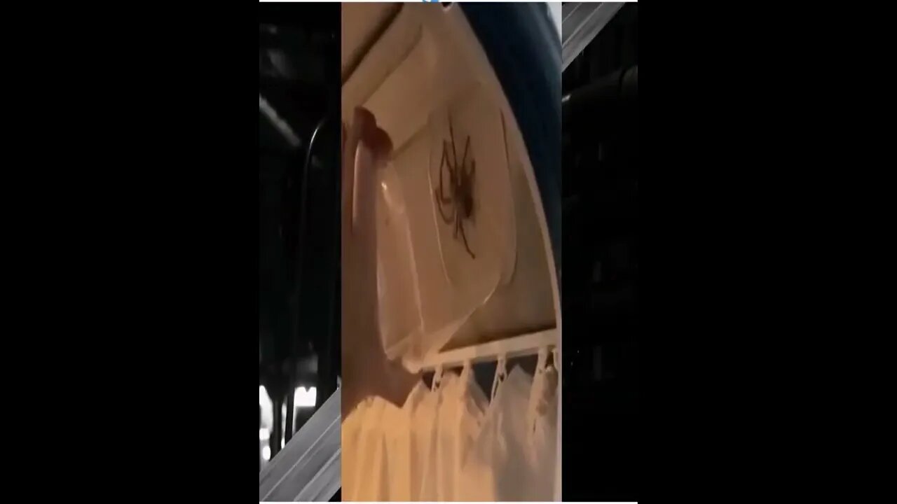 Couples Van Infested With Australian Poisonous Spiders