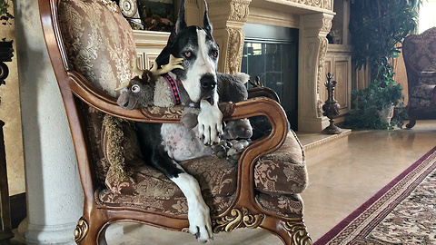 Regal Great Dane Loves Her Sven Reindeer Toy