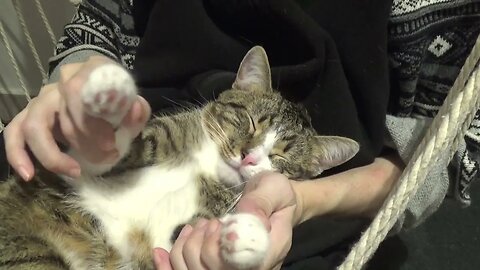 Relaxed Cat Sleeps on My Lap