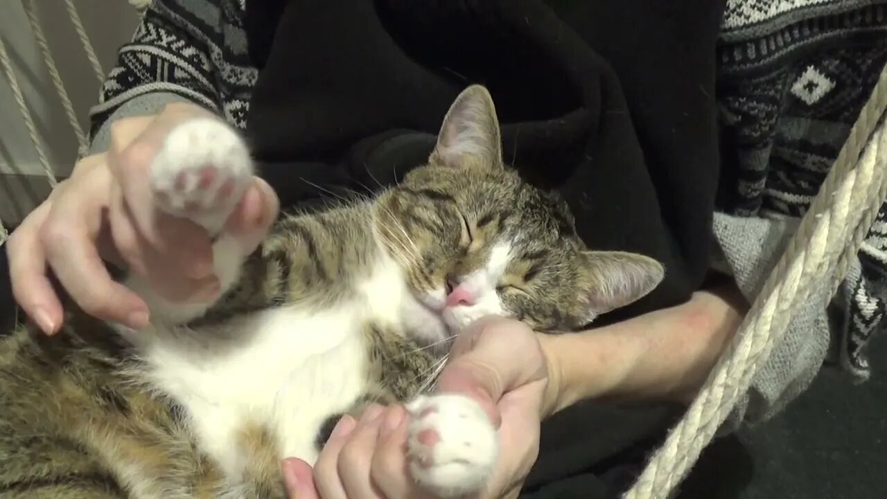 Relaxed Cat Sleeps on My Lap