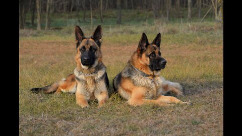 Guard Dog Training Quick And Easy!