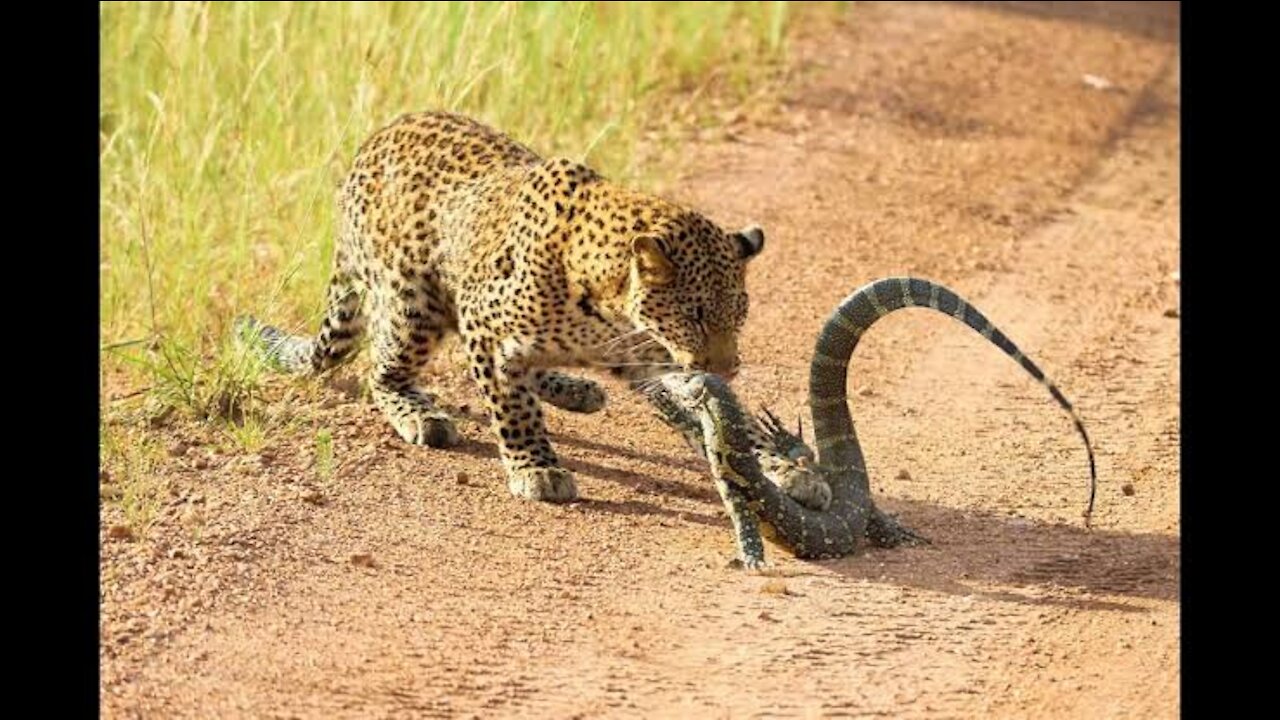 Leopard And Lizard Fighting In The Jungle | Leopard VS Lizard | Animal's