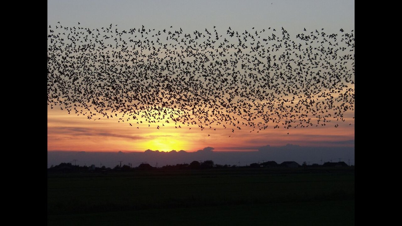 OMG..did u see the population of birds in sea