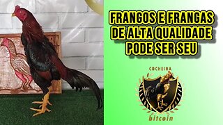 LINDOS FRANGOS E FRANGAS